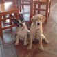 yago ( bull dog frances) y su hermana Lola( labrador)